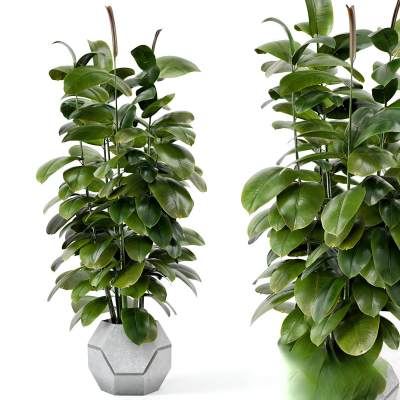 现代绿植盆景-42